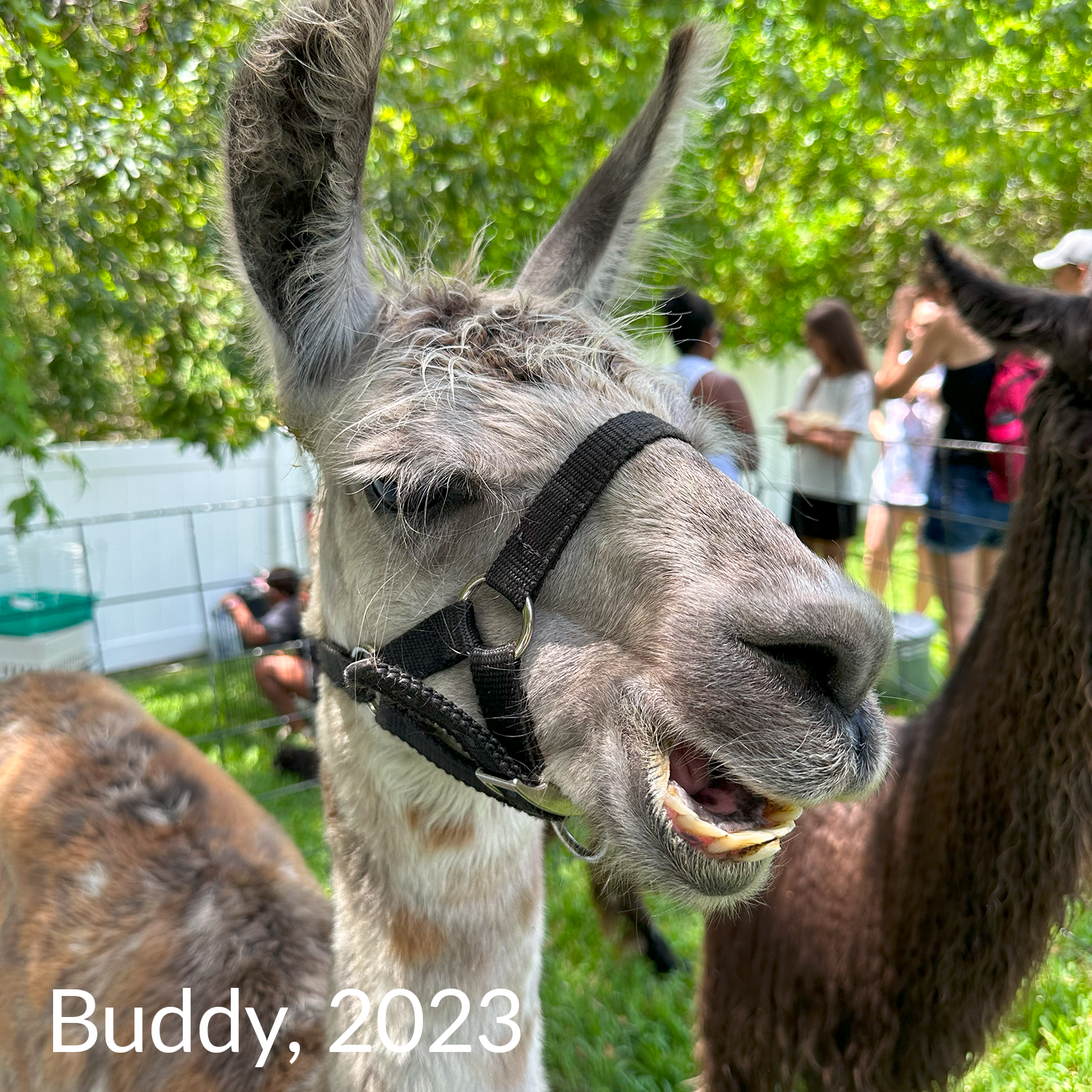 Buddy