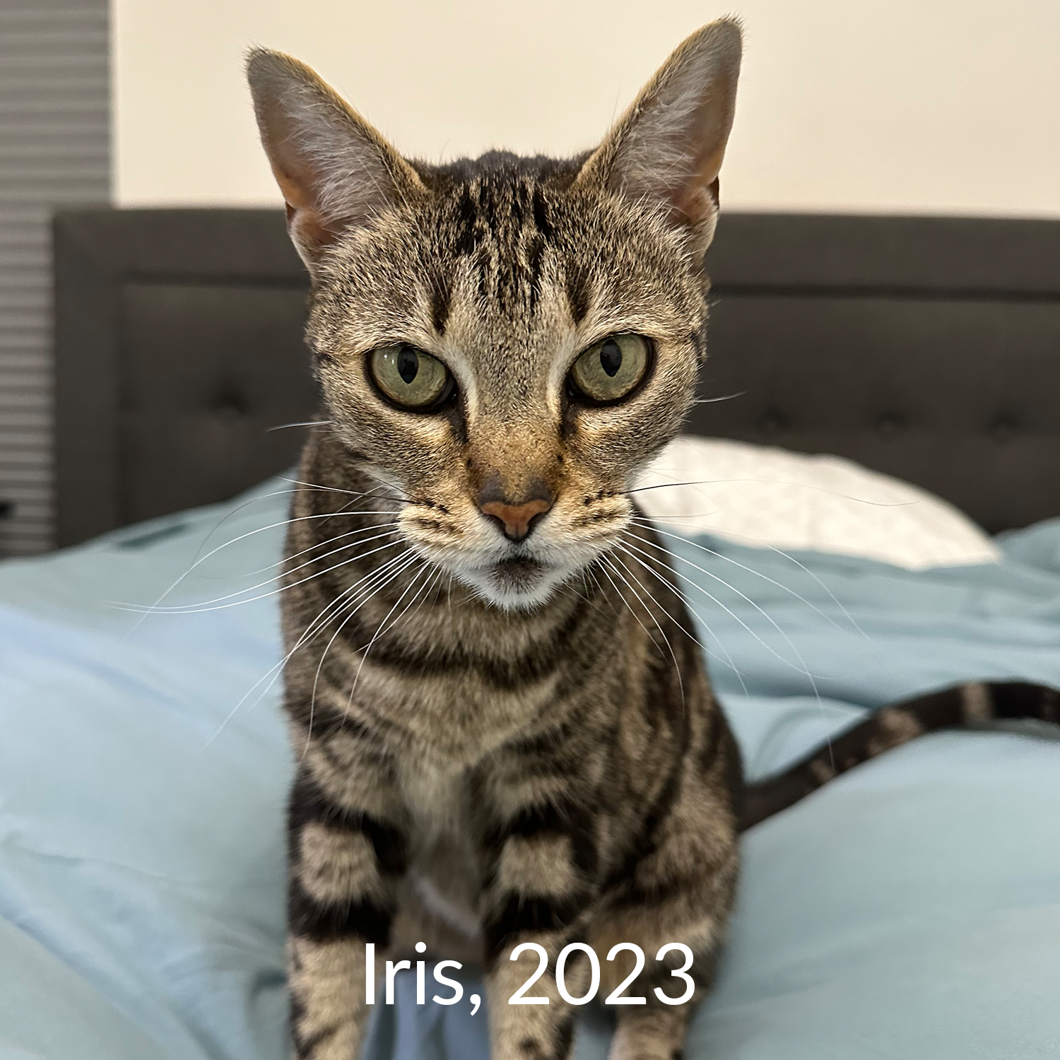 Iris